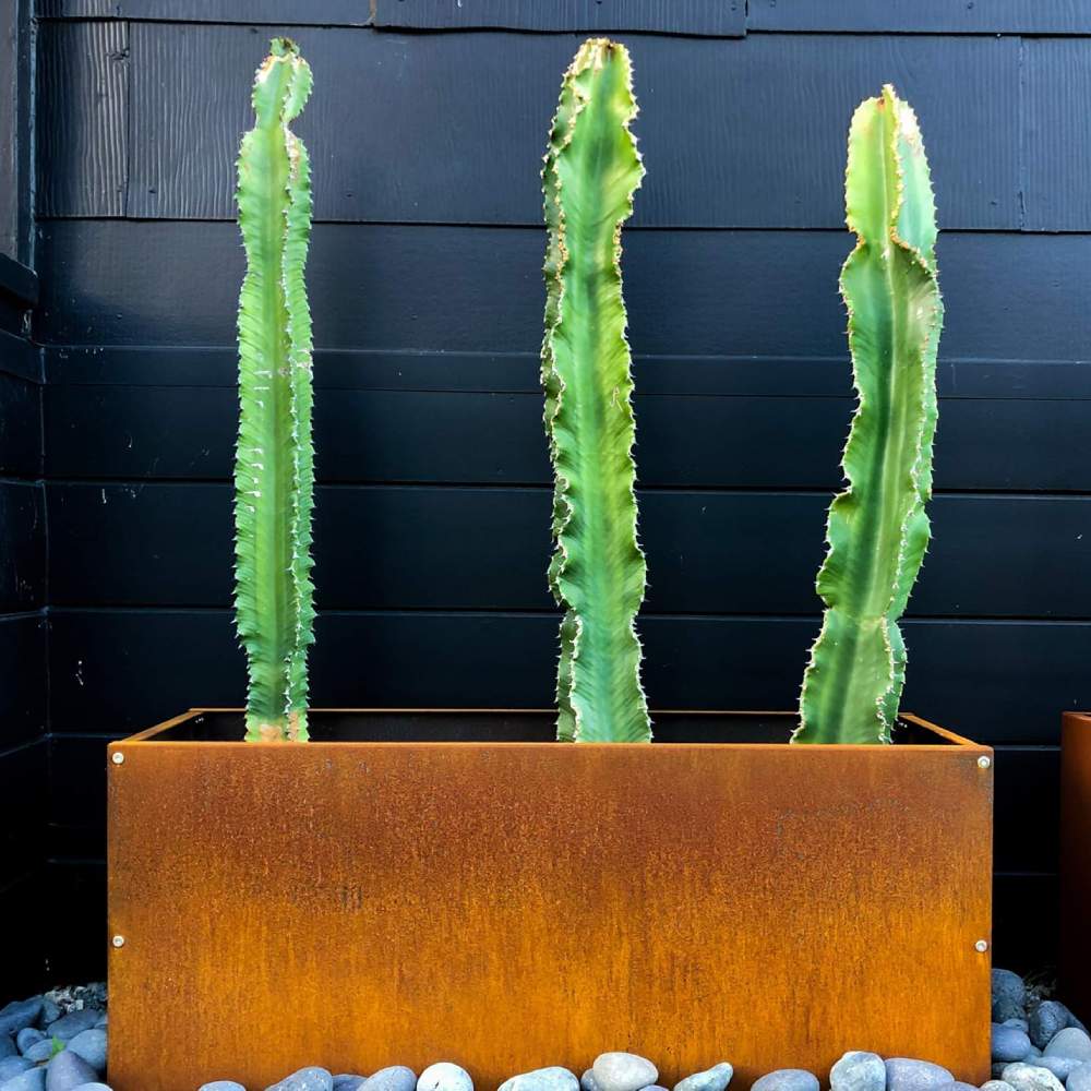 A rusted corten steel planter and garden edging in a New Zealand garden